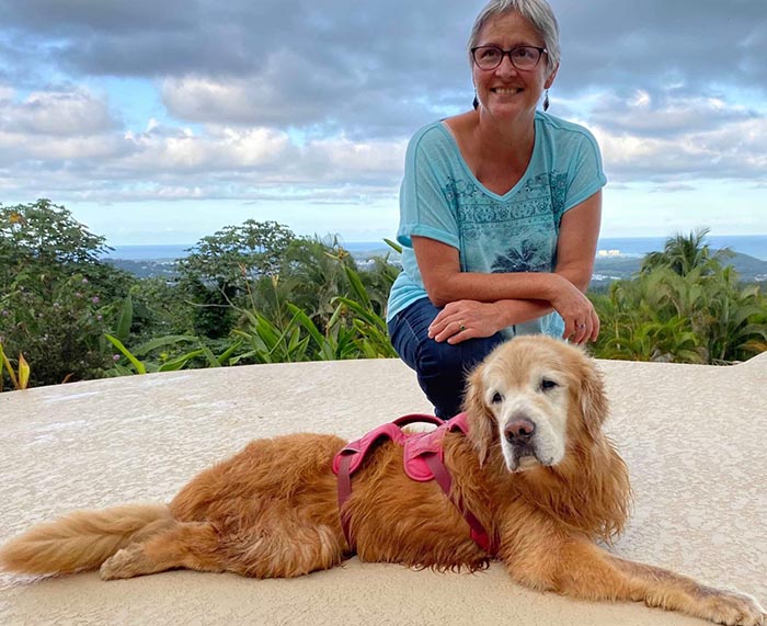 caribbean golden retrievers in puerto rico